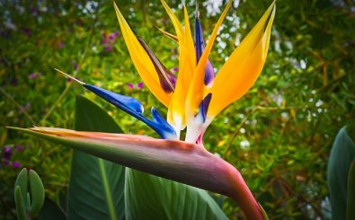 bird of paradise