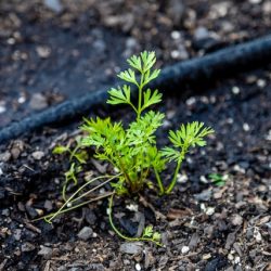 Drip Irrigation